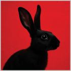 Insightful - RABBIT (Deluxe)