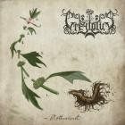 Greylotus - Motherwort