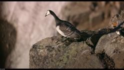 Underdogs.Aussenseiter.des.Tierreichs.S01E02.GERMAN.DL.DOKU.1080p.WEB.h264-HAXE