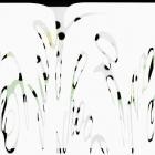 Kiche - last day of school