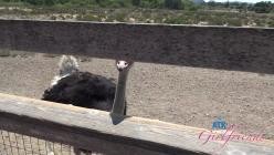 ATKGirlfriends.25.07.03.Summer.Renee.Central.Cali.1.XXX.1080p.MP4-WRB