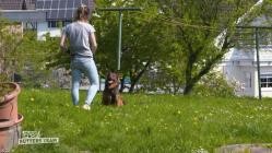 Der.Hundeprofi.-.Ruetters.Team.S03E04.Alexandra.und.Marcus.mit.Franzoesischer.Bulldogge.Louie.Henni.mit.Harzer.Fuchs.Baku.Ger