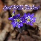 April 2025 The Best