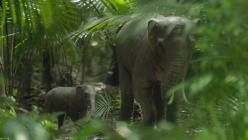 Ein.Planet.vor.unserer.Zeit.S03E02.GERMAN.DL.DOKU.1080p.WEB.h264-HAXE