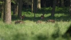 Wisente.Die.letzten.Bisons.Europas.2022.German.DL.DOKU.WEB.x264-CLASSiCAL