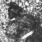 Human Shield - Meat Locker