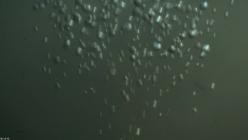 Nightmares.of.Nature.Wilde.Horrorgeschichten.S02E02.GERMAN.DL.DOKU.1080p.WEB.h264-HAXE