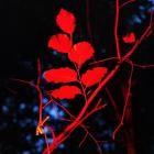 Ludwig Berger - Ecotonalities: No Other Home Than the In-Between