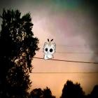 Kittysnail - Caterwaul Window