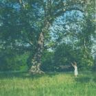 Alicia Clara - Nothing Dazzled