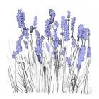 Lapalace - Music To Watch Seeds Grow By 006 Lapalace (Lavender)