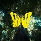 Marteria x Nobodys Face - Wald