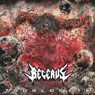 Becerus - Troglodyte