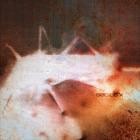 Thornhill - BODIES X