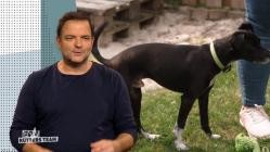 Der.Hundeprofi.-.Ruetters.Team.S03E07.Michaela.und.Luca.mit.Border.Collie.Pepper.Alina.mit.Windhund.Terrier.Mix.Nik.German.DO