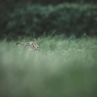 Humming Whale - Chasing Rabbits