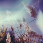 Benoit Pioulard - Stanza IV