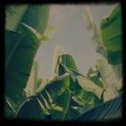 LAGOSS - Platano Tapes