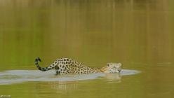 Wildes.Pantanal.Jaguarland.2019.German.DOKU.WEB.x264-CLASSiCAL