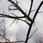 DSNGDMANN - Modern Slavery