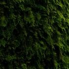 VA - The Wandering II Compilation