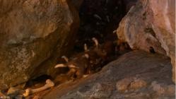 Wildhunde.Ueberleben.im.Land.der.Loewen.2018.German.DOKU.WEB.H264-CLASSiCAL
