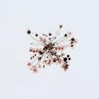 Lia Kuri - Motherland (Remixes)