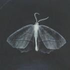 Parallel Forms - Alquimia