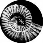 Hioll - Morphogenesis