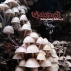 Galstarr - Halbdeutscher Waldlaeufer