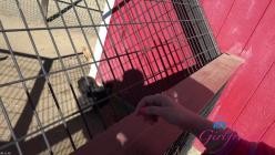 ATKGirlfriends.25.12.13.Dez.Hansen.Farm.Date.1.XXX.1080p.MP4-WRB