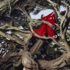 Hannah Frances - - Nested In Tangles  
