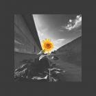 Eli Mich - Sunflower