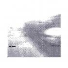 Lido - DIGITAL DUST II