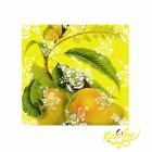 The Dream Merchant - The Dream Merchant