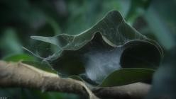 Nightmares.of.Nature.Wilde.Horrorgeschichten.S02E03.GERMAN.DL.DOKU.1080p.WEB.h264-HAXE