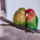 Naar Cam - Lovebird Lullaby