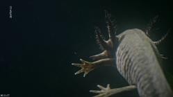 Axolotl.-.Wundertier.der.Evolution.GERMAN.DOKU.WS.HDTVRip.x264-Goodboy