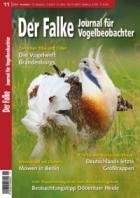 Der Falke - Journal fuer Vogelbeobachter 11/2024