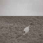 Zane Trow - Ibis