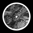 BLNDR-Phased- SSX02 -24BIT-WEB-FLAC-2017-AGITB