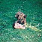 Joyce Manor-Cody-24BIT-96KHZ-WEB-FLAC-2016-FLACCiD