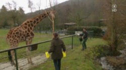 Giraffe Erdmaennchen und Co E10 Elefant Tamo Der neue Star in Kronberg