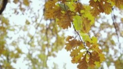 Errotica-Archives 16 09 18 Solana A Autum Aroma 1080p