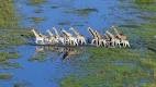 Die Flut - Okavango unter Wasser - Neues Leben