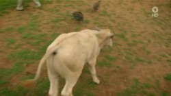 Das Waisenhaus fuer wilde Tiere S03E13