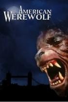 American Werewolf