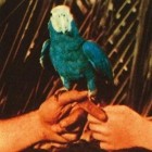 Andrew Bird - Are You Serious (Deluxe Edition)