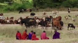 Nashoerner fuer die Serengeti