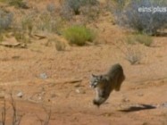 Expeditionen ins Tierreich Amerikas Canyons Bergloewen im Wilden Westen